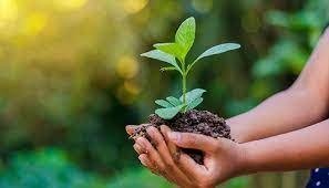 Go Green Activity (Environmental Activity)